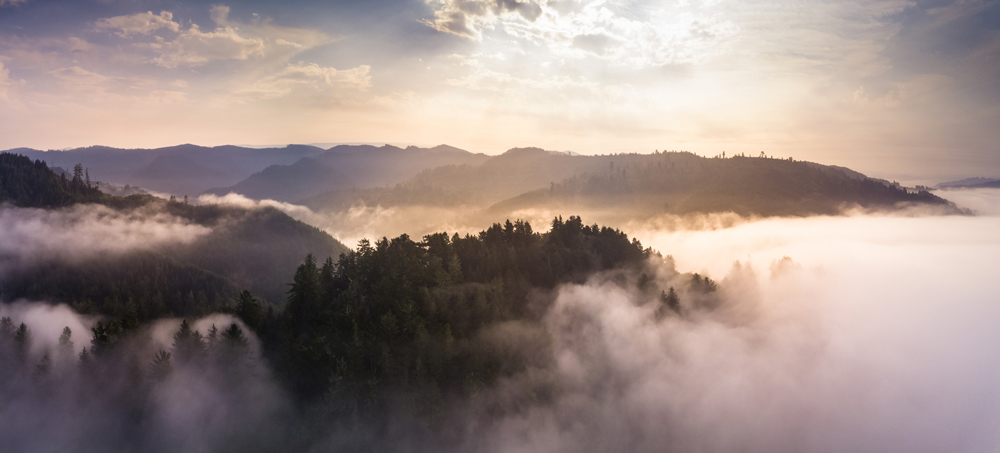 Aerial view of a misty forest with rolling hills in the background under a cloudy sky.