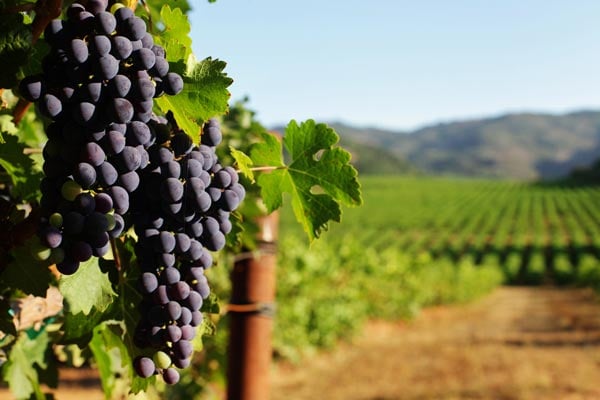 Cluster of dark grapes hanging on a vine in a vineyard, with rows of grapevines and hills in the background.