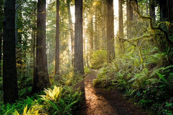 Sunlit forest path surrounded by tall trees and lush green ferns.